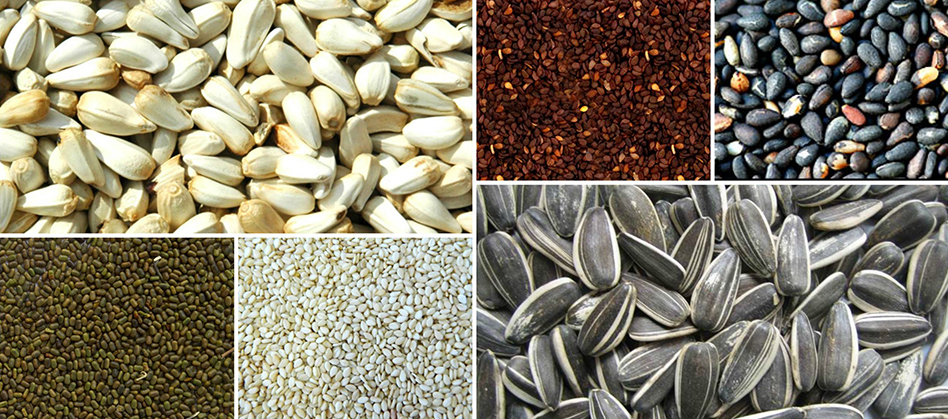 Sunflower Seeds India